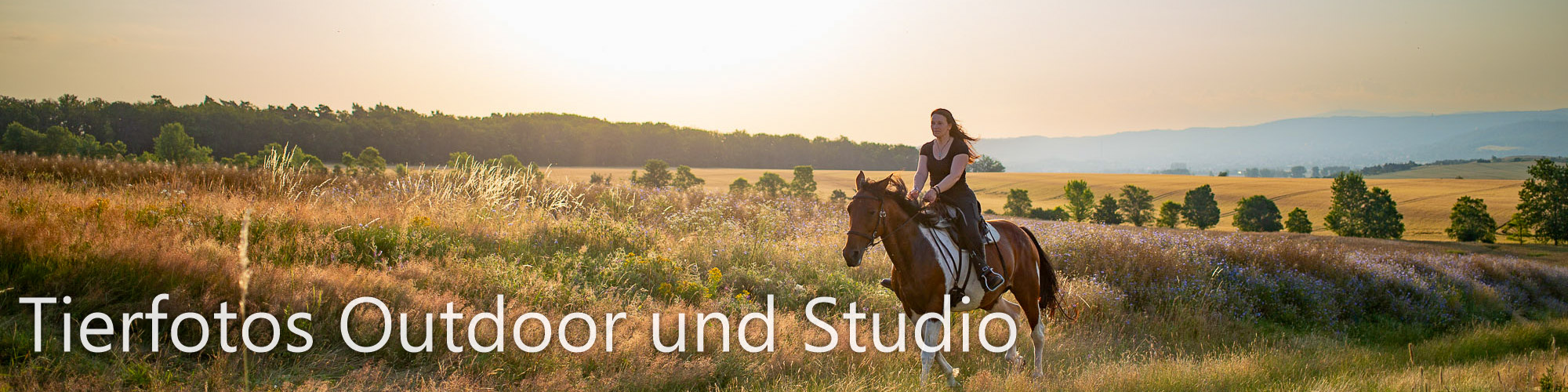 Tierfotos Outdoor und Studio